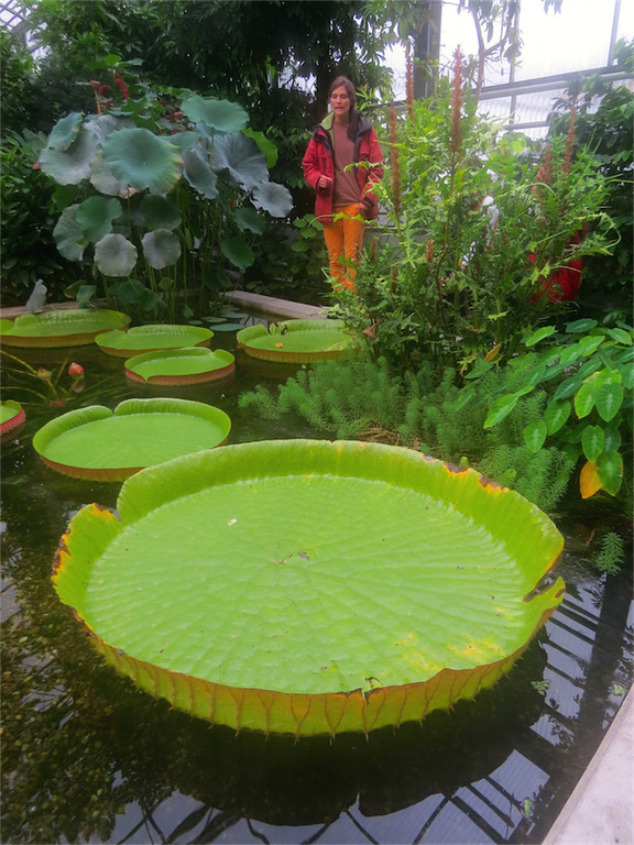 BK_Botanischer Garten SG 51.jpg