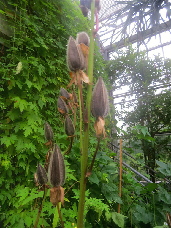BK_Botanischer Garten SG 52.jpg