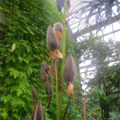 BK_Botanischer Garten SG 52.jpg