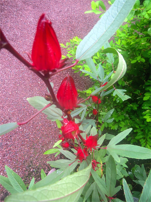 BK_Botanischer Garten SG 53.jpg