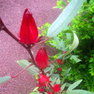 BK_Botanischer Garten SG 53.jpg