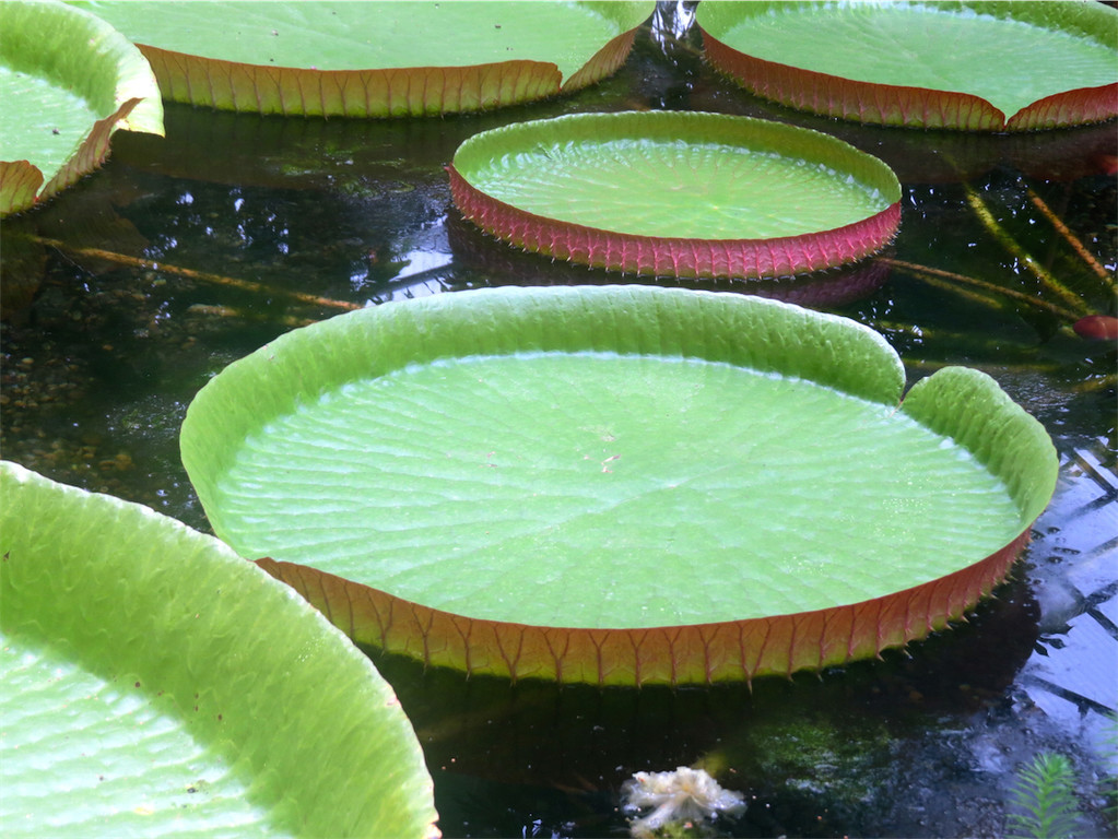 BK_Botanischer Garten SG 54.JPG