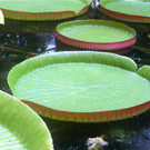 BK_Botanischer Garten SG 54.JPG