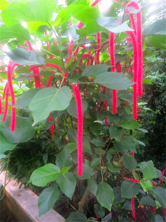 BK_Botanischer Garten SG 57.jpg