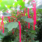 BK_Botanischer Garten SG 57.jpg