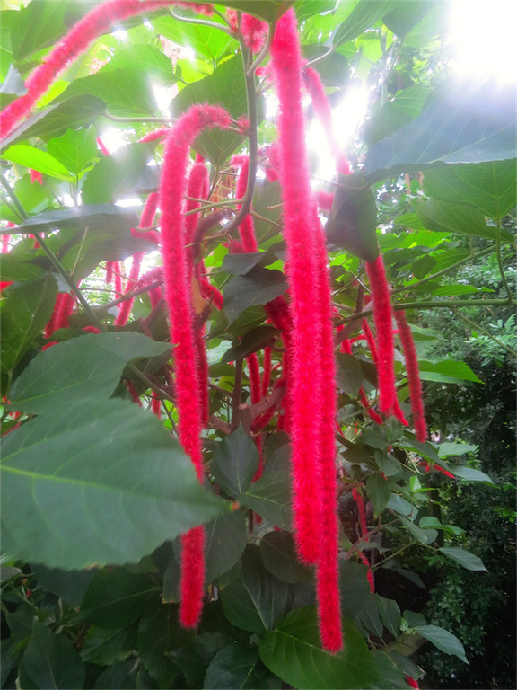 BK_Botanischer Garten SG 58.jpg