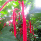 BK_Botanischer Garten SG 58.jpg