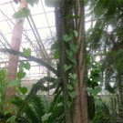 BK_Botanischer Garten SG 60.jpg