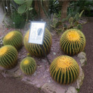 BK_Botanischer Garten SG 62.JPG