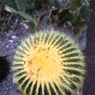 BK_Botanischer Garten SG 63.jpg