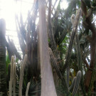 BK_Botanischer Garten SG 65.jpg
