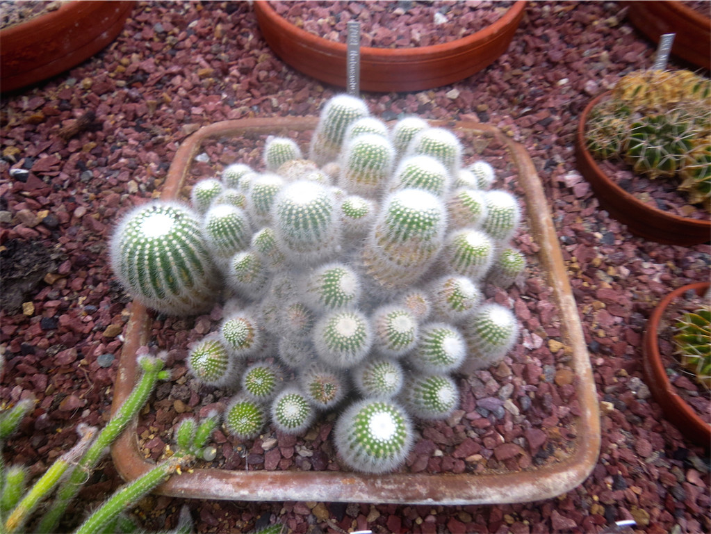 BK_Botanischer Garten SG 70.JPG