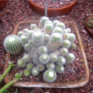 BK_Botanischer Garten SG 70.JPG