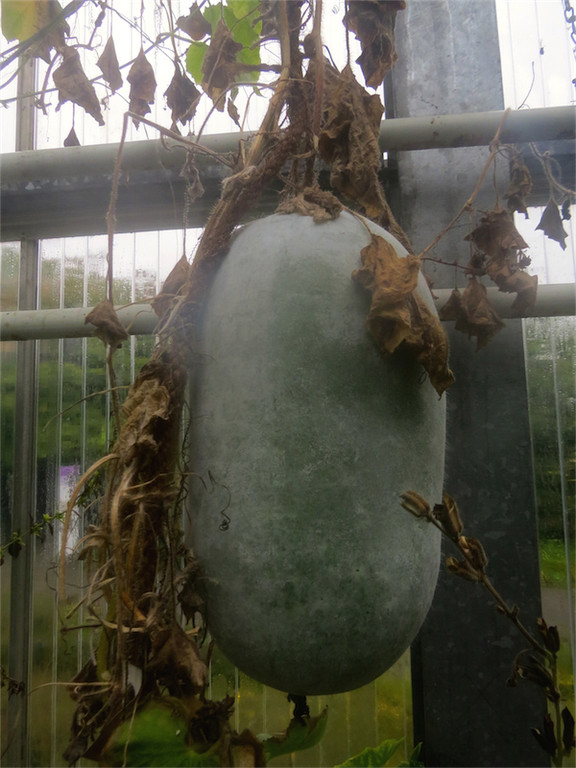 BK_Botanischer Garten SG 71.jpg