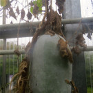 BK_Botanischer Garten SG 71.jpg