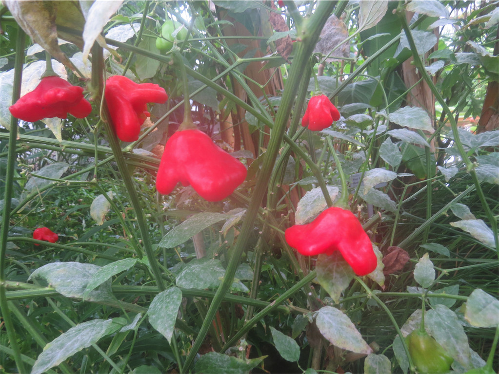 BK_Botanischer Garten SG 72.JPG
