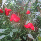 BK_Botanischer Garten SG 72.JPG
