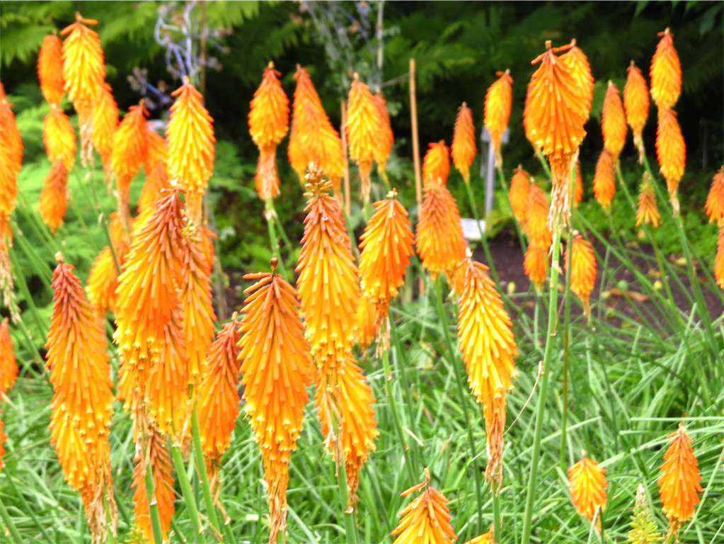BK_Botanischer Garten SG.JPG