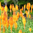BK_Botanischer Garten SG.JPG