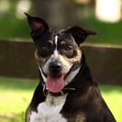 Daisy: Liebevolle Menschenfreundin hofft auf guten Platz