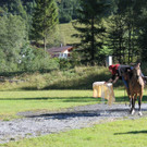 IMG_4110_JPG-1411667371.jpg