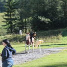 IMG_4115_JPG-1411667782.jpg