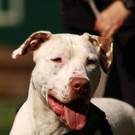 Chile: Schlauer, bewegungsfreudiger Rüde braucht aktive Menschen