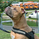 Mozart: Unternehmungslustiger Hund sucht einen Einzelplatz