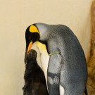 Flauschiger Nachwuchs bei den Königspinguinen in Schönbrunn