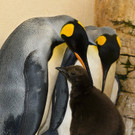 PA_Koenigspinguin2.jpg