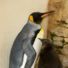 PA_Koenigspinguin3.jpg