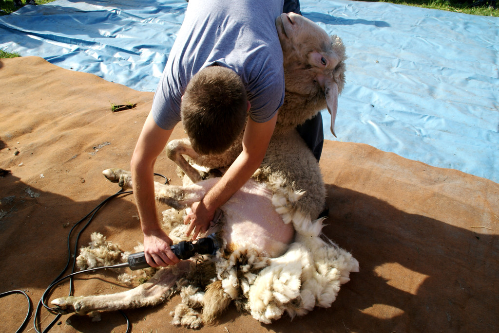 # Titelbild _56_ Schafe scheren auf Nussis Hof.JPG