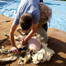 # Titelbild _56_ Schafe scheren auf Nussis Hof.JPG