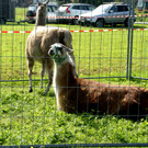 Auch die Lamas standen bereit.JPG