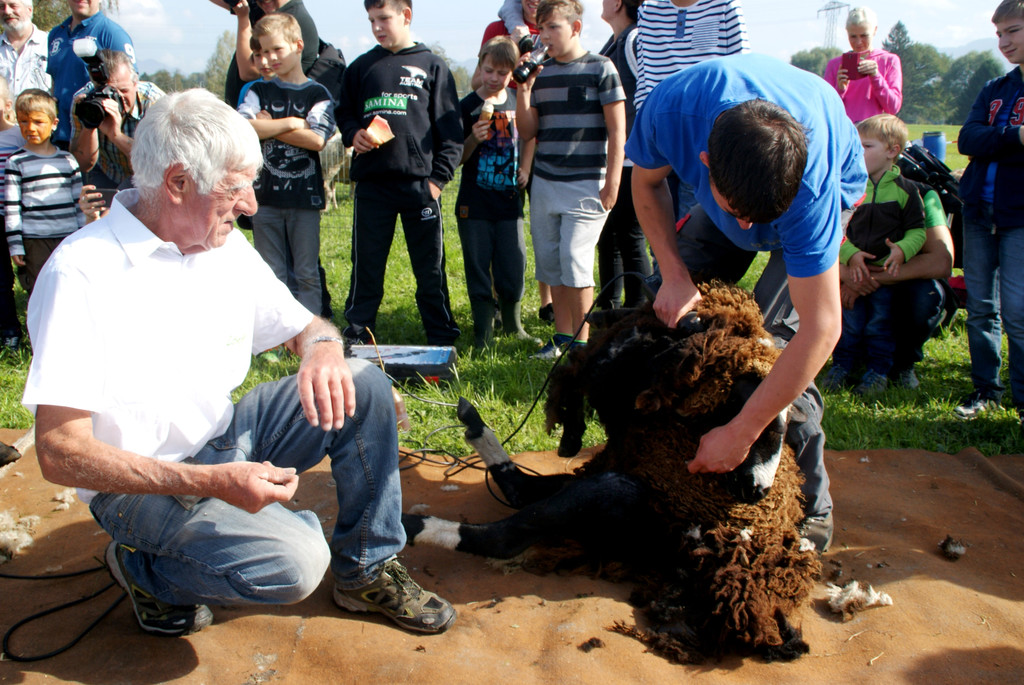 Heinz Waldhart __berwacht das Scheren.JPG