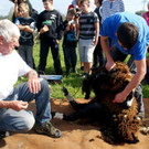Heinz Waldhart __berwacht das Scheren.JPG