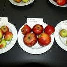 Kronprinz Rudolf_ Kaiser Wilhelm_ K__nigin Sophie.JPG