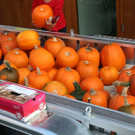 IMG_9241.JPG