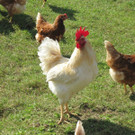 ein nicht __berforderter Hahn.jpg