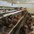 gl__ckliche H__hner.jpg