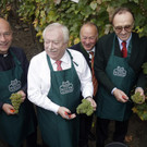 Häupl bei der Weinlese am Schwarzenbergplatz