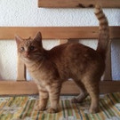 Katze 