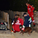 Rettungshunde-Einsatz im Bezirk Mödling: Abgängige gefunden