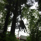 Br__cke Ruine-Alt-Hofen-Weg neu 02-10-2014 _14_.JPG
