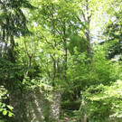 Ruine ALT-HOFEN oder ALT-LOCHEN Symbolfoto 2014 _2_.JPG