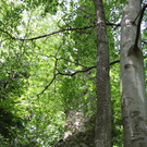 Ruine ALT-HOFEN oder ALT-LOCHEN Symbolfoto 2014 _6_.JPG