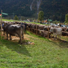 DSC_3962.jpg