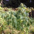 Wiener (51) hat Cannabis im Bezirk Mödling angebaut