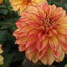 PA116748.JPG