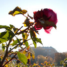 Impressionen: So schön ist Wien in Herbst